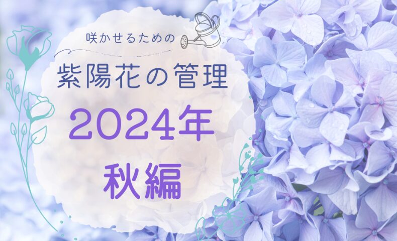 紫陽花の管理日誌2024秋のアイキャッチ