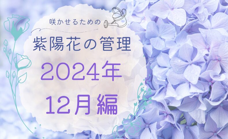 紫陽花の管理日誌2024年12月のアイキャチ