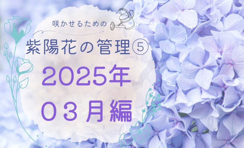 紫陽花の管理日誌2025年3月のアイキャッチ