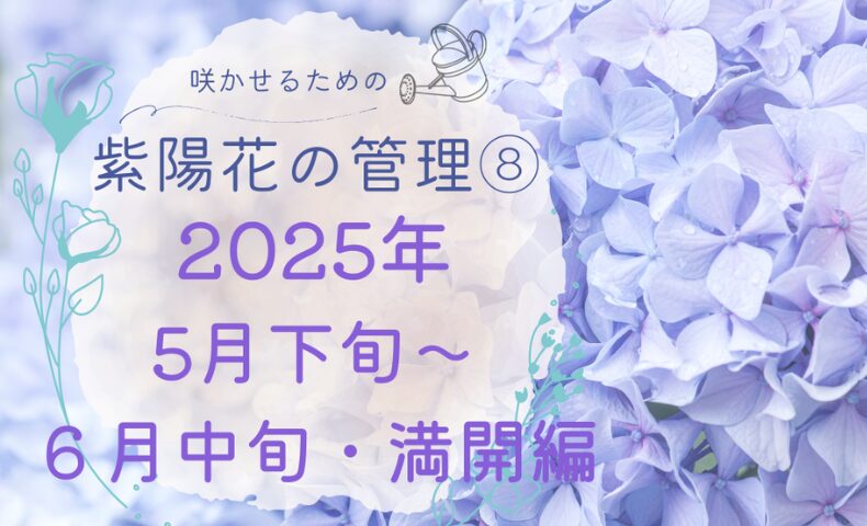 紫陽花の管理日誌2025年5月〜6月下旬のアイキャッチ