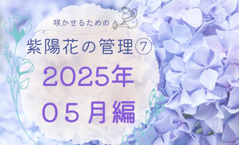 紫陽花の管理日誌2025年5月のアイキャッチ