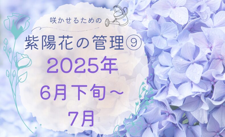 紫陽花の管理日誌2025年6月下旬〜7月のアイキャッチ